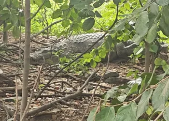 తారామతిపేటలో మొసలి సంచలనమే