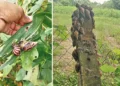 నందులపల్లిని వణికిస్తున్న నత్తలు