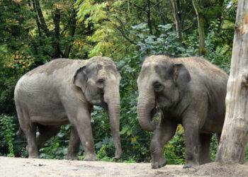 చంద్రగిరి మండలం యల్లంపల్లిలో ఏనుగుల గుంపు బీభత్సం