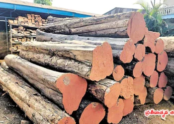 చెట్లే లేని చోటు నుంచి కలప రవాణా!