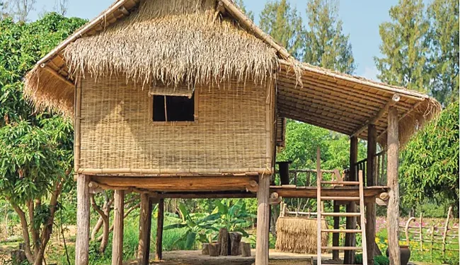 బ్రహ్మజెముడే వారికి మంచి శకునం