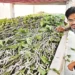 ఐటీ కెరీర్ను వదిలి.. సేద్యంపై దృష్టి సారించి 8 ఐటీ కెరీర్ను వదిలి.. పంటలపై దృష్టి సారించి