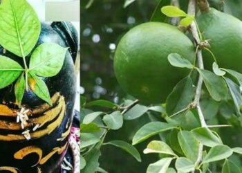 శివునికి బిల్వ దళం ఎందుకు సమర్పిస్తారు..??