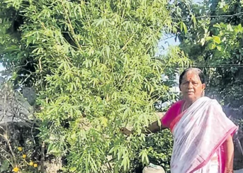 చూడు.. ఇదే గోంగూర చెట్టు!