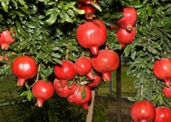 దానిమ్మ ఆకులు మీ ఆహారంలో చేర్చుకుంటే.. ఆ సమస్యలు హాంఫట్..