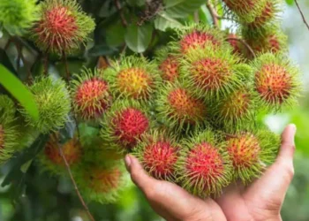 మూత్రపిండాల్లో రాళ్లను కరిగించే శక్తివంతమైన పండు.. 60ఏళ్లు దాటినా..!