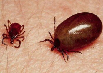 స్క్రబ్‌ టైఫస్‌ వైరస్‌ నుంచి జాగ్రత్త తప్పక తీసుకోండి
