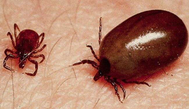 స్క్రబ్‌ టైఫస్‌ వైరస్‌ నుంచి జాగ్రత్త తప్పక తీసుకోండి