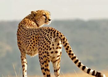 కుక్కలు ఉన్న చోట చిరుతలు వచ్చే అవకాశం ఉంది – జాగ్రత్త!