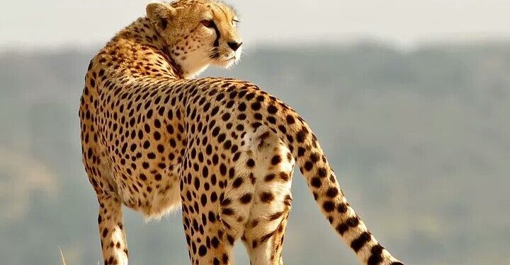 కుక్కలు ఉన్న చోట చిరుతలు వచ్చే అవకాశం ఉంది – జాగ్రత్త!