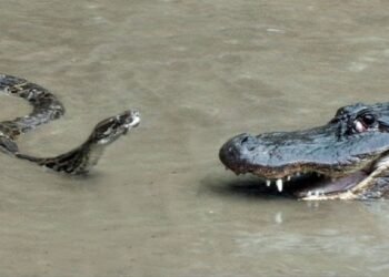 నీటిలో అదిరిపోయే దృశ్యం… కొండచిలువ, మొసలి మధ్య ఊపిరి బిగబట్టే పోరాటం