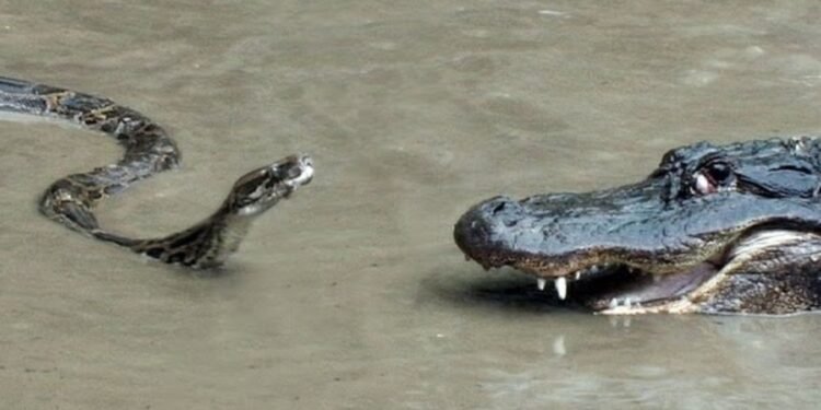 నీటిలో అదిరిపోయే దృశ్యం… కొండచిలువ, మొసలి మధ్య ఊపిరి బిగబట్టే పోరాటం