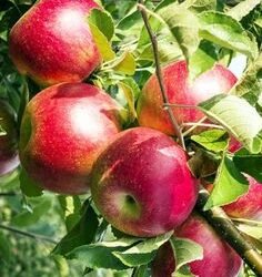 అరటిపండులో భాస్వరం, యాపిల్లో ఇనుము సమృద్ధిగా