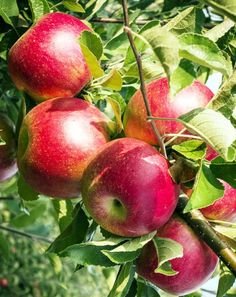 అరటిపండులో భాస్వరం, యాపిల్లో ఇనుము సమృద్ధిగా