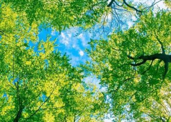 గుళ్లలో ధ్వజ స్తంభాన్ని ఏ చెట్టుతో తయారు చేస్తారో మీకు తెలుసా?