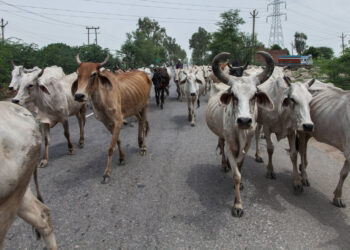 గో రక్షణ కోసం కృషి చేస్తున్న శివకుమార్‌కు విజయం ఇవ్వండి.