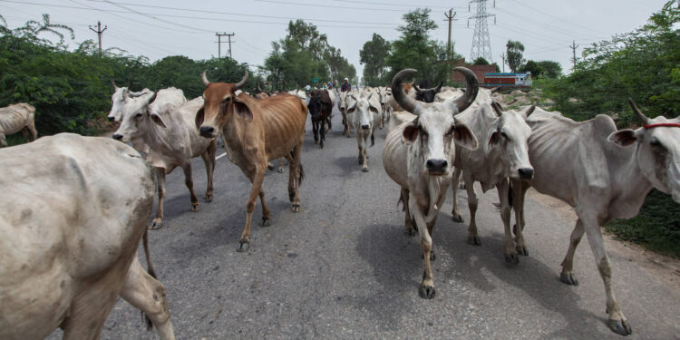 గో రక్షణ కోసం కృషి చేస్తున్న శివకుమార్‌కు విజయం ఇవ్వండి.