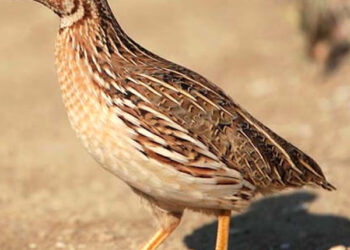 పక్షుల పర్యటనలా సుందరమైన విహారం