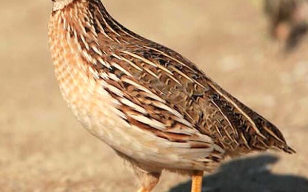 పక్షుల పర్యటనలా సుందరమైన విహారం