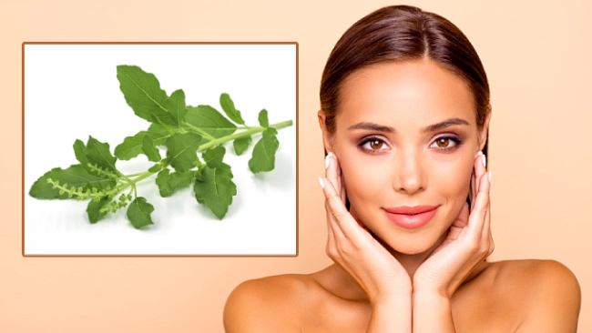 సౌందర్య రహస్యం ‘తులసి’లోనే!