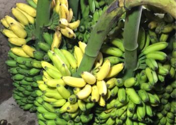 అష్టభుజాల విస్తార హస్తం