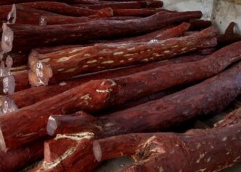 ఎర్రచందనంపై మరింత కఠినం