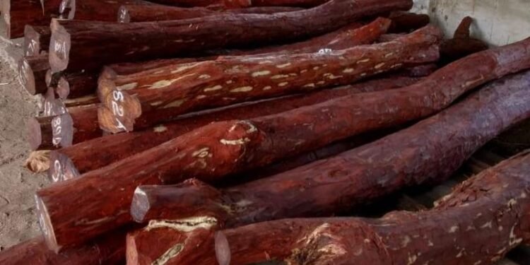 ఎర్రచందనంపై మరింత కఠినం