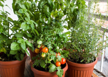 అవును... ఇది కూరగాయ మొక్కే.