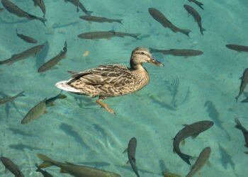 గుంపులో ఉన్నా.. ఒక్కడికొకరు తాకలేకపోయే పరిస్థితి!