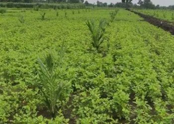 ఆయిల్‌పామ్‌: అంతర పంటల కోసం వేదిక