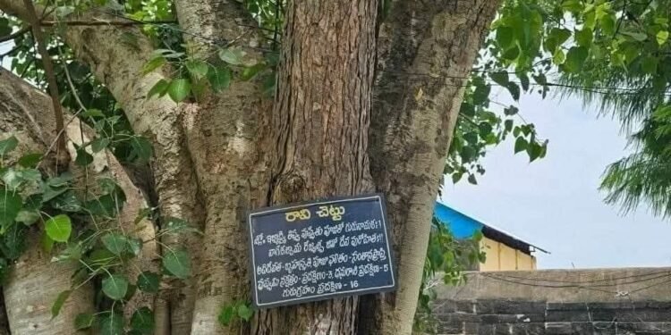 మానవాళికి ఎక్కువ లబ్ది చేకూరాలంటే ఏయే చెట్లు నాటాలి….!!