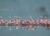 నేటి నుంచి ఫ్లెమింగో ఫెస్టివల్‌ -2026