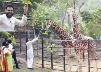 అమ్మ పుట్టినరోజున రెండు జిరాఫీల దత్తత.. జంతు సంరక్షణకు పవన్ కల్యాణ్ ముందడుగు