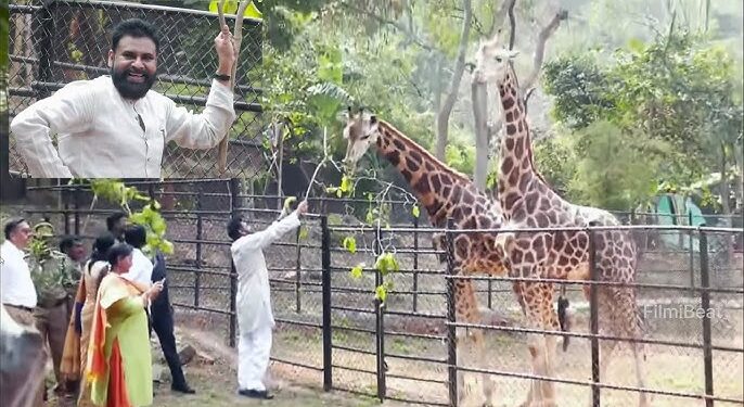 అమ్మ పుట్టినరోజున రెండు జిరాఫీల దత్తత.. జంతు సంరక్షణకు పవన్ కల్యాణ్ ముందడుగు