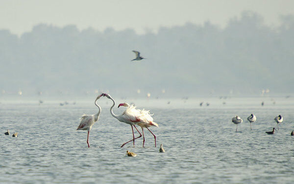 తేలినీలాపురం సైబీరియన్‌ పక్షుల సందడి