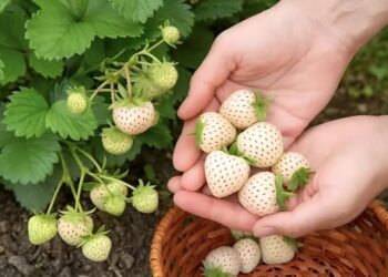 లగ్జరీ ఫ్రూట్స్‌లో నెంబర్ వన్.. వైట్ స్ట్రాబెర్రీ