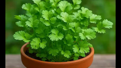 రోజూ కొత్తిమీర తింటే… ఆరోగ్యం మీ చేతుల్లోనే!