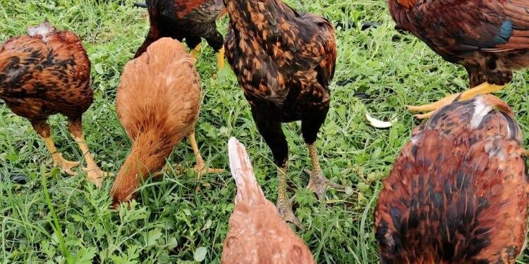 బర్డ్ ఫ్లూ ఎఫెక్ట్ చికెన్, గుడ్లపై కఠిన ఆంక్షలు… 40 దేశాలకు షాక్!!