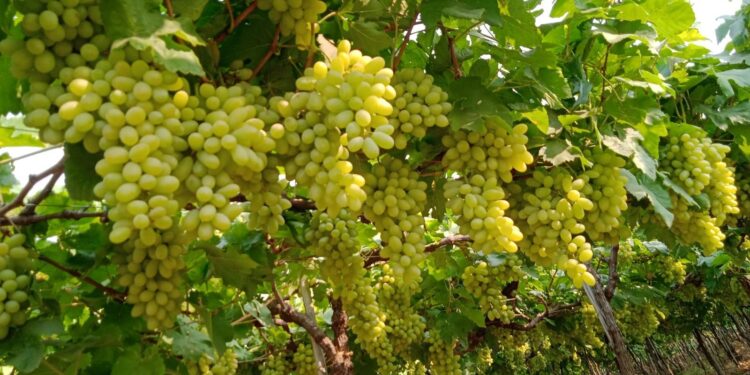 హెల్తీ లైఫ్ కోసం గ్రీన్ ఫ్రూట్ ఎంపిక!!