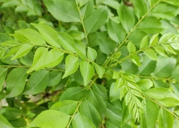 కరివేపాకు పడేస్తున్నారా? ఈ లాభాలు తెలుసుకున్న తర్వాత అసలు వదిలిపెట్టలేరు!