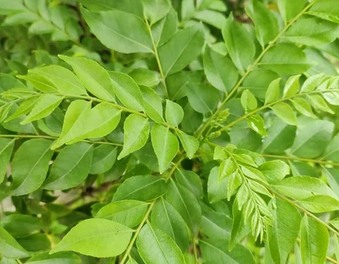 కరివేపాకు పడేస్తున్నారా? ఈ లాభాలు తెలుసుకున్న తర్వాత అసలు వదిలిపెట్టలేరు!