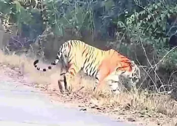 గంగవరం, అడ్డతీగల పరిధిలో పెద్దపులి.. అప్రమత్తంగా ఉండాలన్న అధికారులు..!!