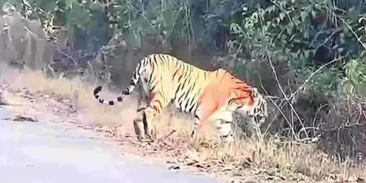 గంగవరం, అడ్డతీగల పరిధిలో పెద్దపులి.. అప్రమత్తంగా ఉండాలన్న అధికారులు..!!