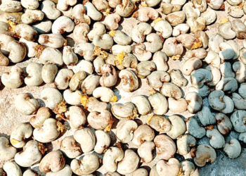 జీడీ నష్టానికి గిరిజన రైతుల ఆందోళన