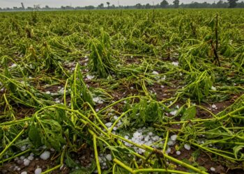 సిద్దిపేటలో వడగండ్ల వాన బీభత్సం… పంటలకు భారీ నష్టం