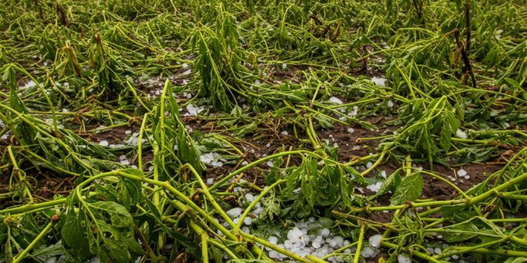 సిద్దిపేటలో వడగండ్ల వాన బీభత్సం… పంటలకు భారీ నష్టం