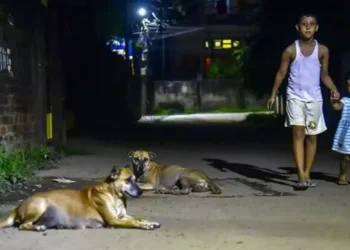 కుక్కకాటు దారుణం… 15 నెలల పోరాటం తర్వాత చిన్నారి మృతి