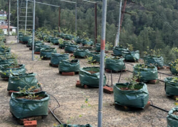 కోడింగ్ వదిలి 'బ్లూబెర్రీ' సాగు..ఇంటి మేడపైనే లక్షల ఆదాయం దిశగా సాఫ్ట్‌వేర్ ఇంజినీర్!