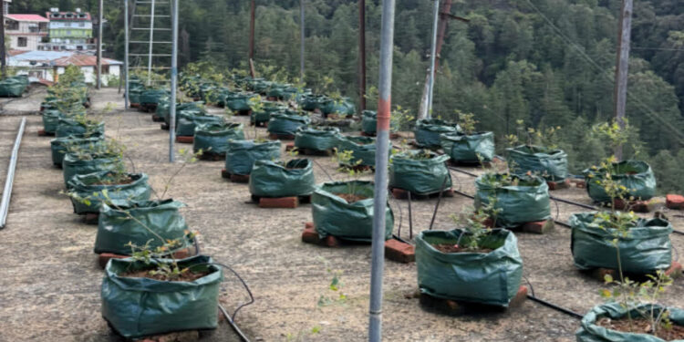 కోడింగ్ వదిలి 'బ్లూబెర్రీ' సాగు..ఇంటి మేడపైనే లక్షల ఆదాయం దిశగా సాఫ్ట్వేర్ ఇంజినీర్!