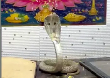 పూజ గదిలో వెలిసిన నాగదేవత.. భక్తితో మొక్కిన కుటుంబ సభ్యులు!